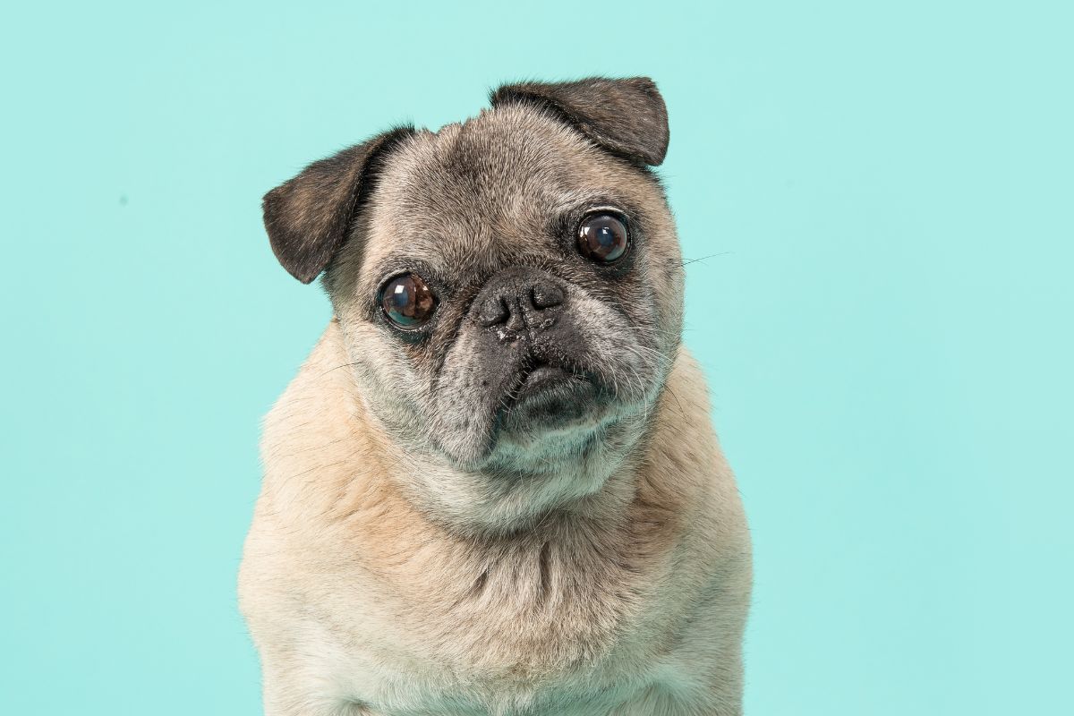 How to Keep Senior Pets Mentally Sharp in Aventura,FL
