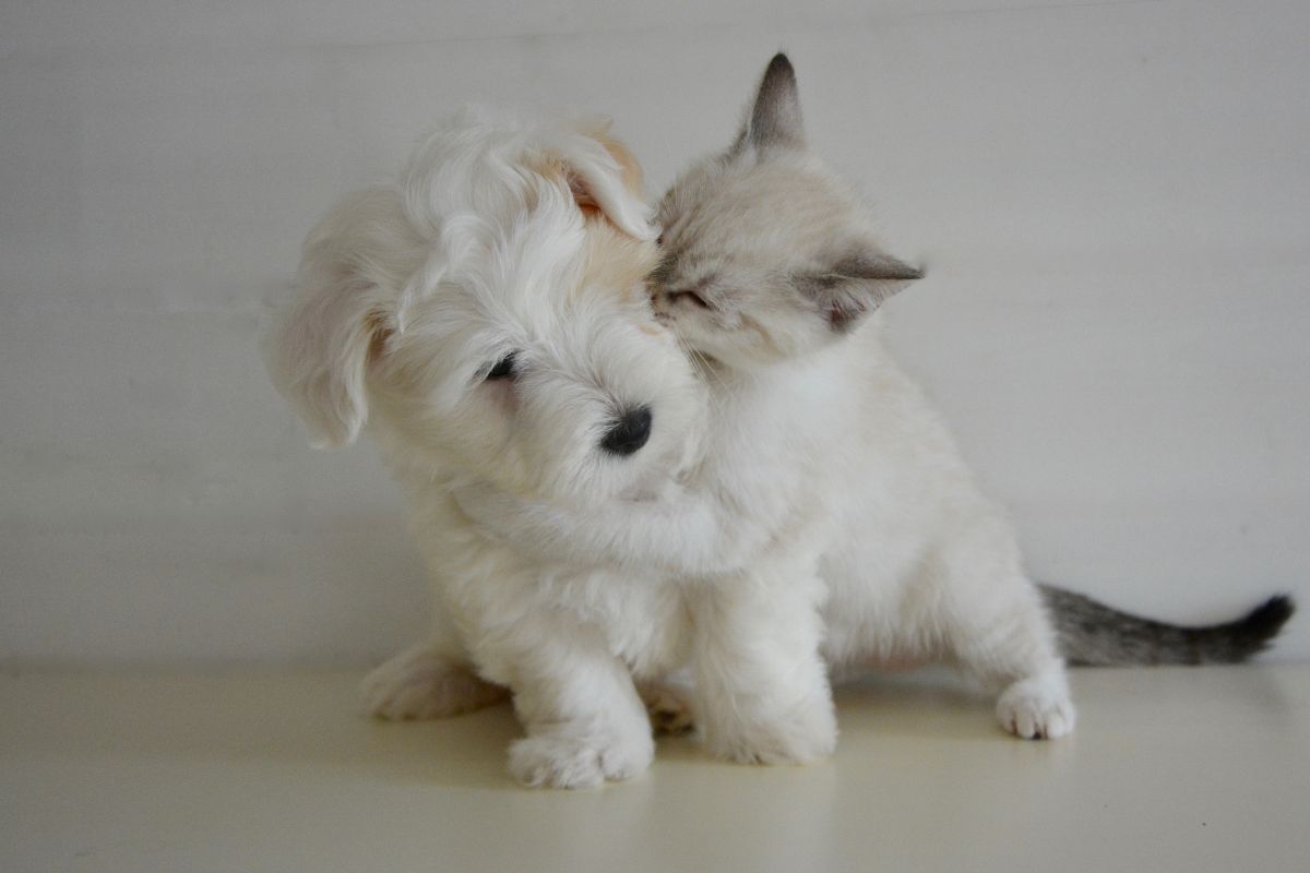 Puppy & Kitten Care in Aventura