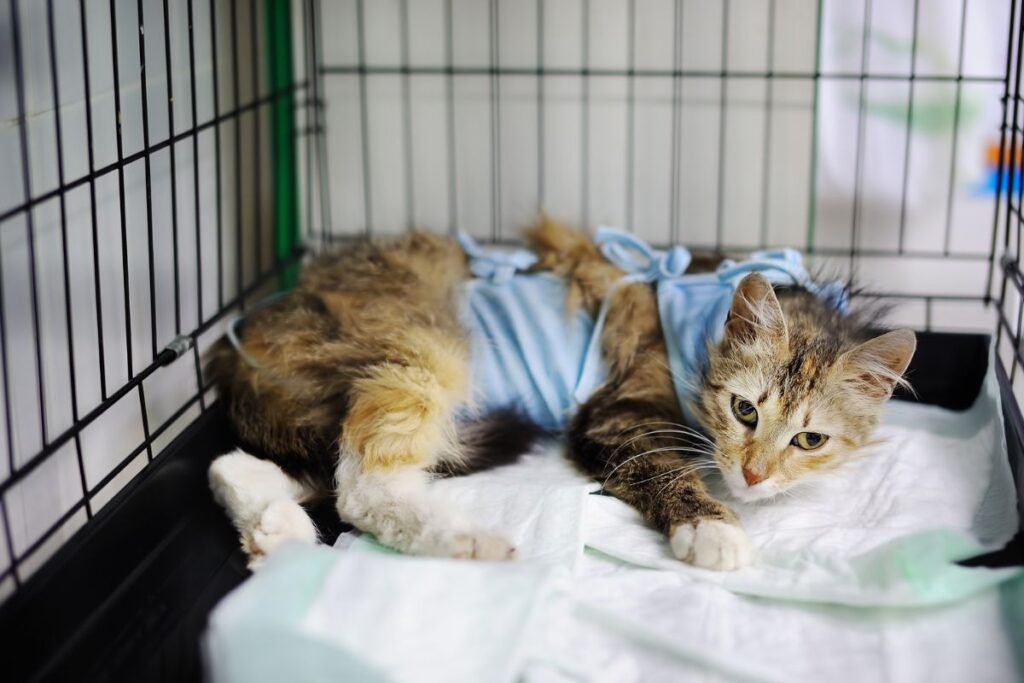 After-Surgery Pet Care