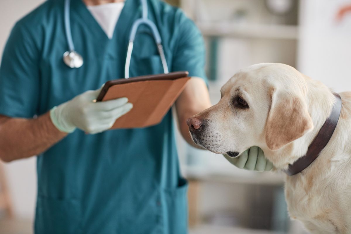 Vet Oncology Treatment