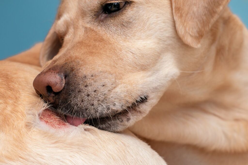 Allergies on Dog’s Skin