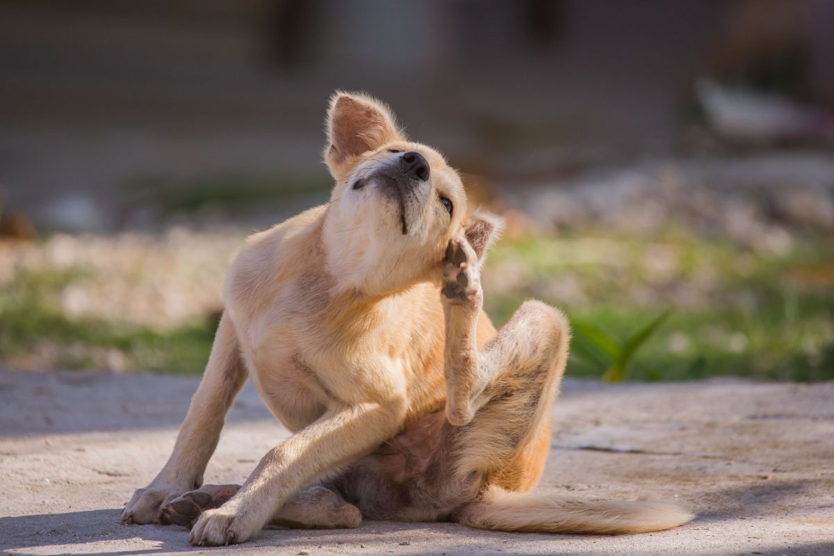 Dog is Itching for its skin allergy