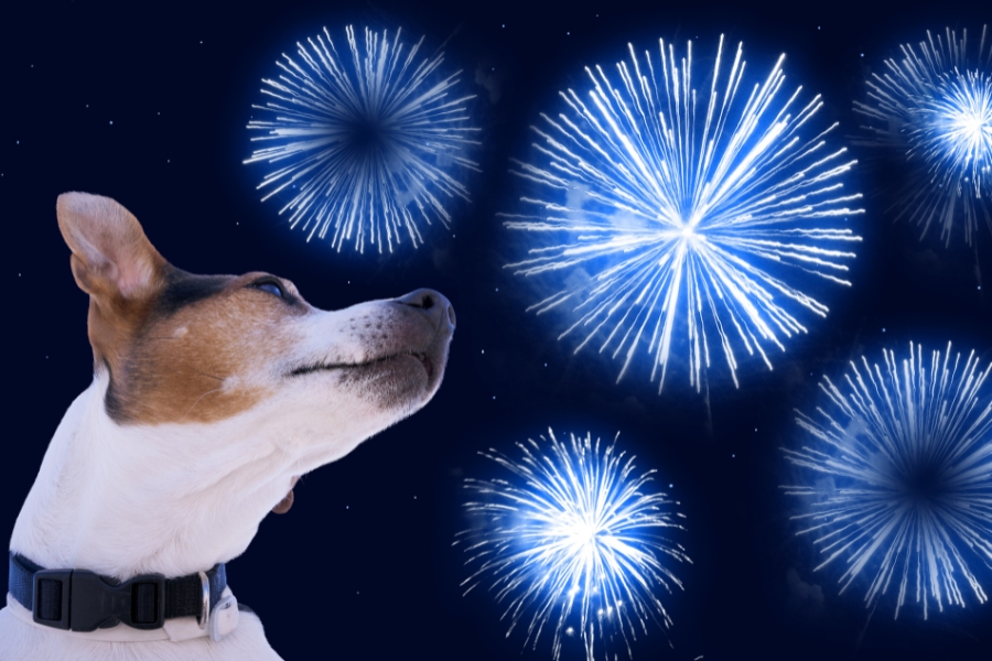 prepare your pets for fourth of july fireworks