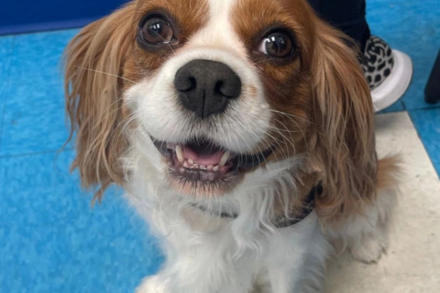 Pet Dental Services in Aventura