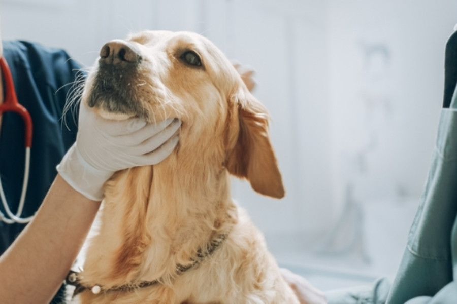 veterinary diagnostics