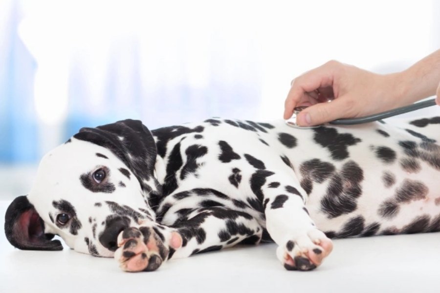 Preparing Your Pet for Veterinary Surgery