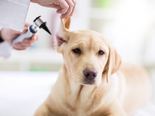 Preventative Care for Pets