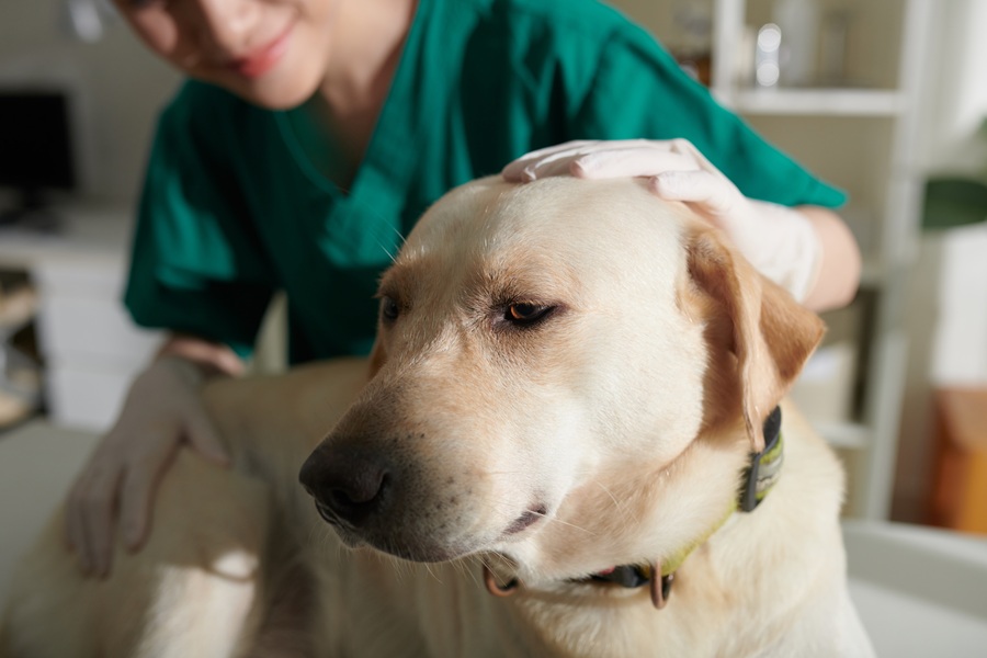 Veterinary Oncology Improves Quality of Life for Pets