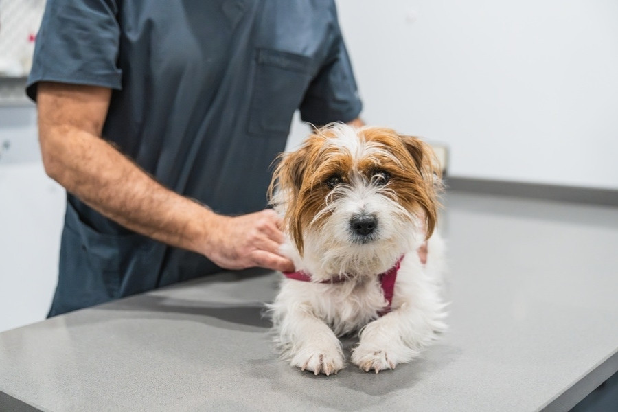 Routine Dog Wellness Visit