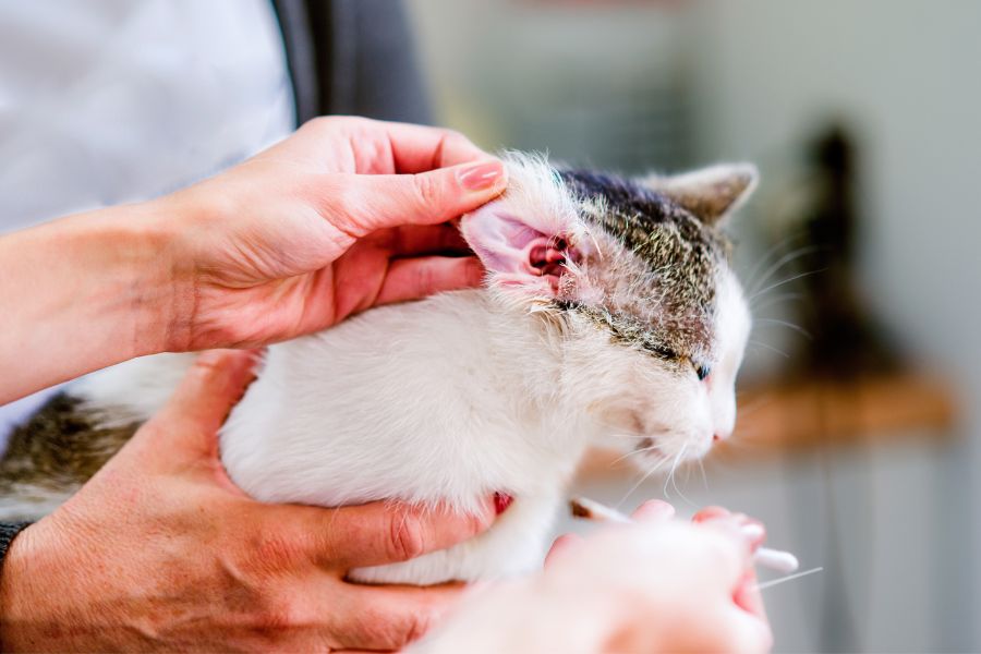pet ear cleaning