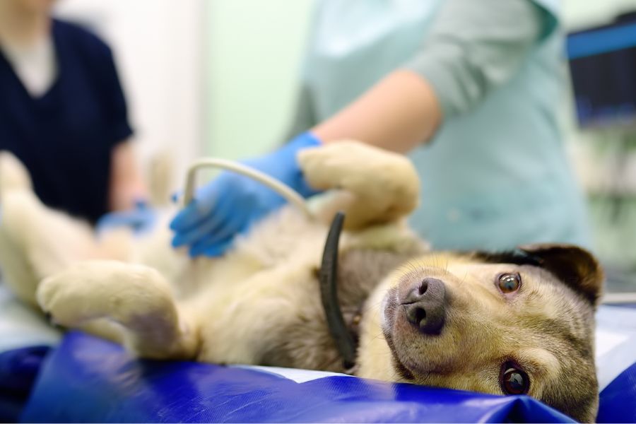 cancer signs in dog