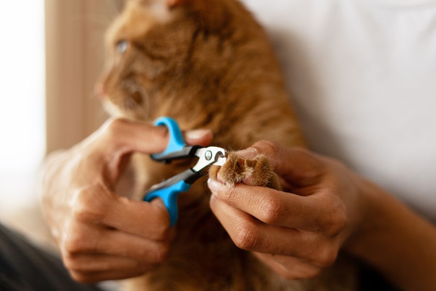Nail Trimming for Dogs and Cats