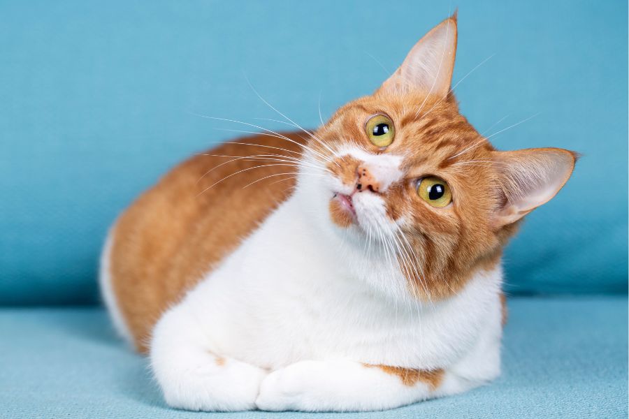 cat behavior after spaying