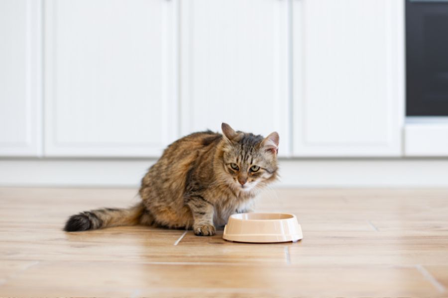 food allergies in pets