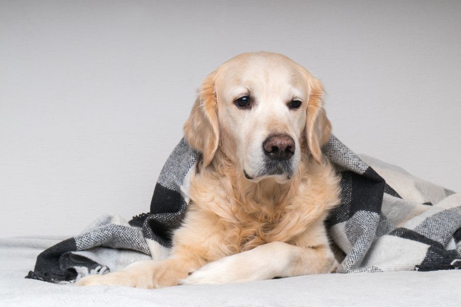 Common Golden Retriever Health Issues
