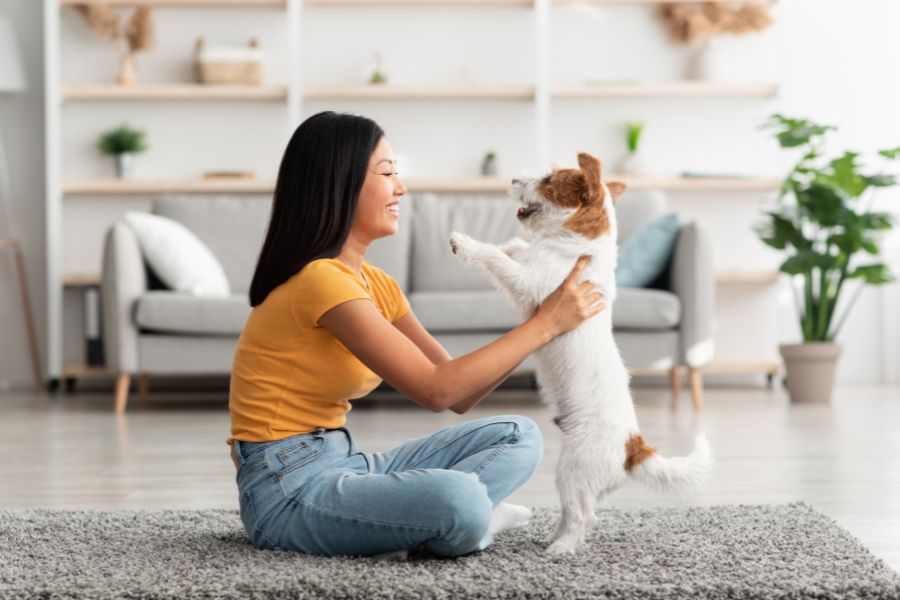 indoor pet play ideas