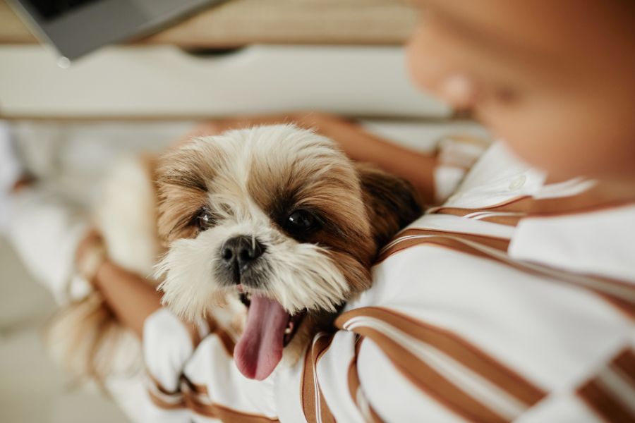 dogs understand human emotions