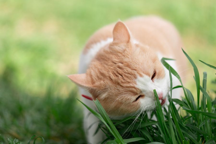 cat eating grass