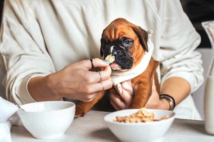 human foods toxic to dogs