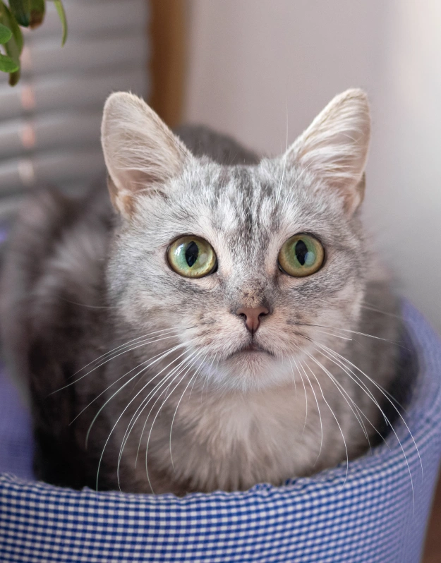 Behavior Counseling for Cats