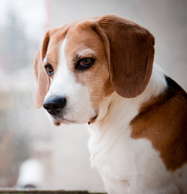 Common Behavioral Challenges We Address