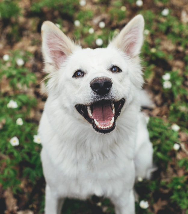 Behavior Counseling for Dogs