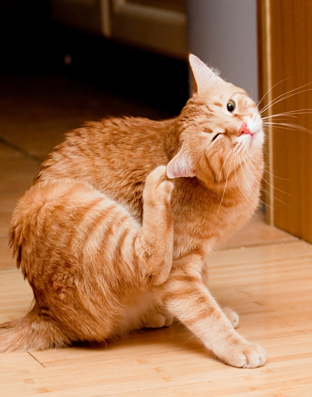 Cat Allergy & Dermatology Care