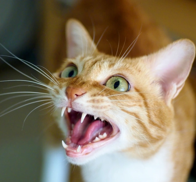 What Happens During Dental Evaluations