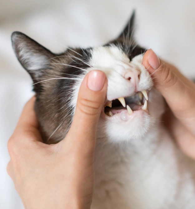 Cat Dental Services