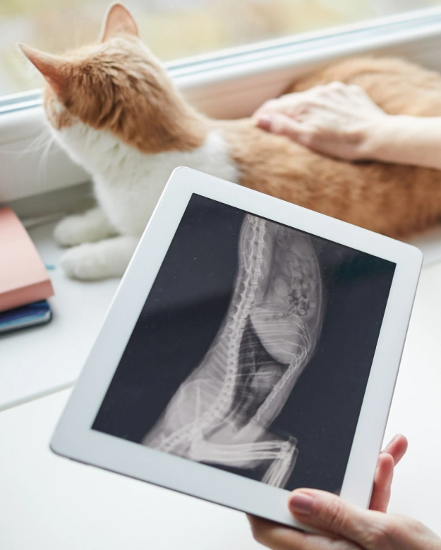 Cat Diagnostic Care