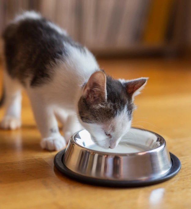 Cat Nutrition Counseling