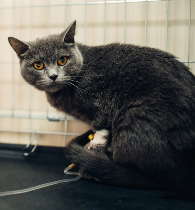 Treatment Options Tailored for Cats