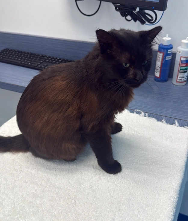 Cat Oncology Treatment