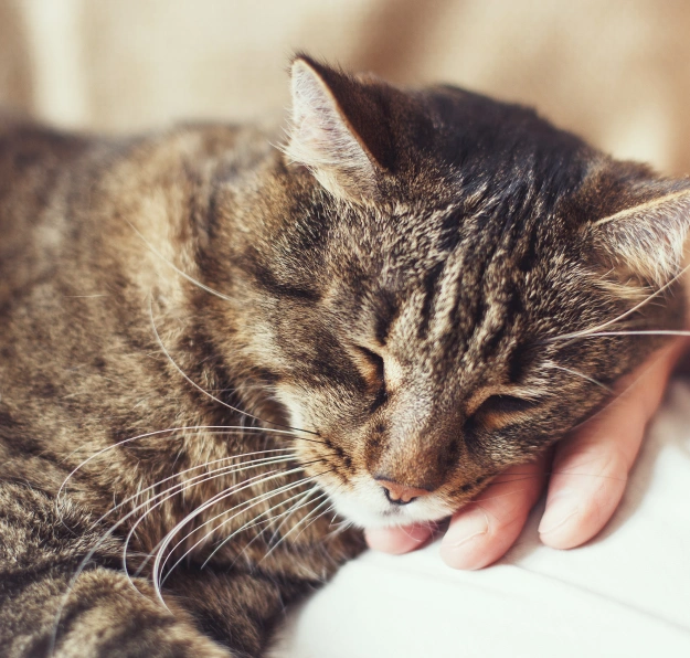Common Conditions We Evaluate in Cats