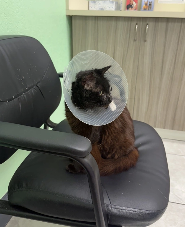 Cat Surgical Care