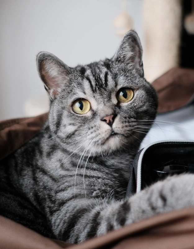 Cat Travel Certificates