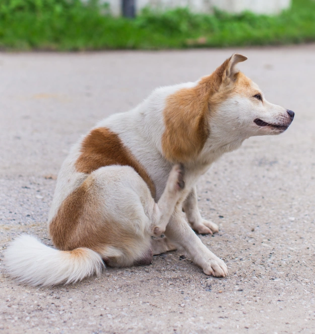 Dog Allergy & Dermatology Care