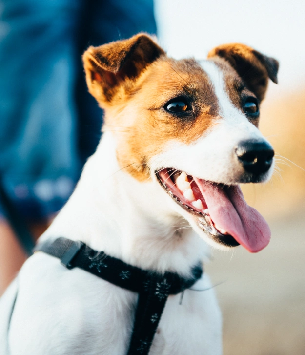Dog Chronic Health Conditions