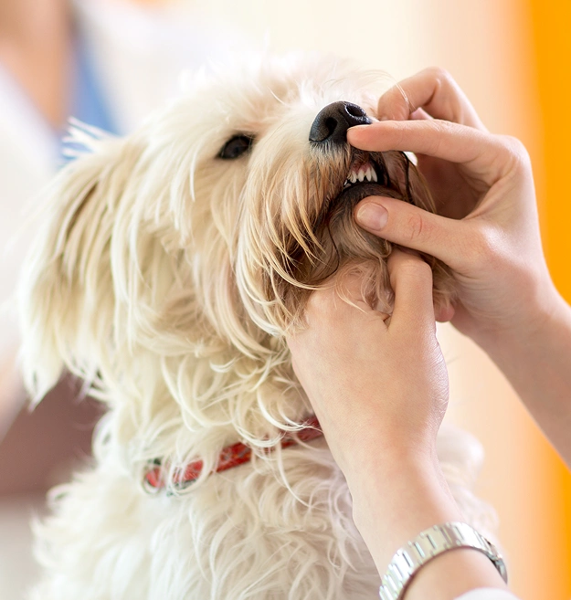 Dog Dental Services