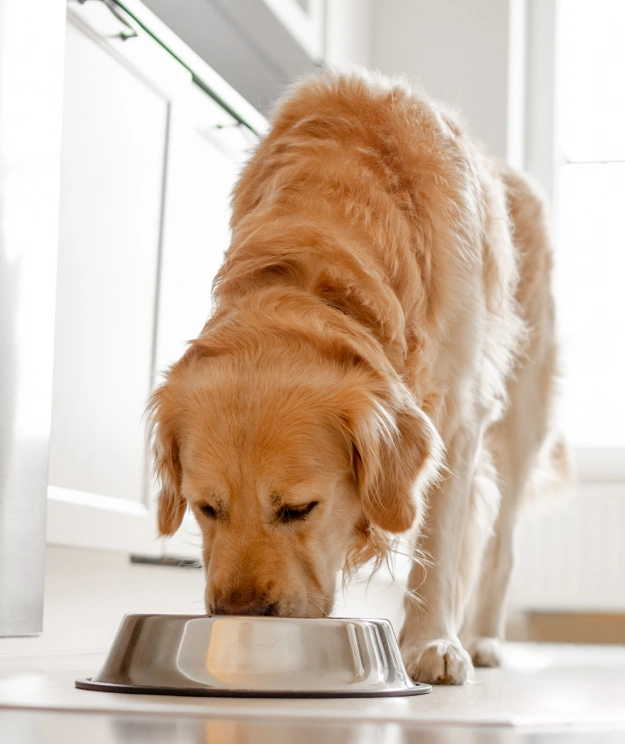Dog Nutrition Counseling