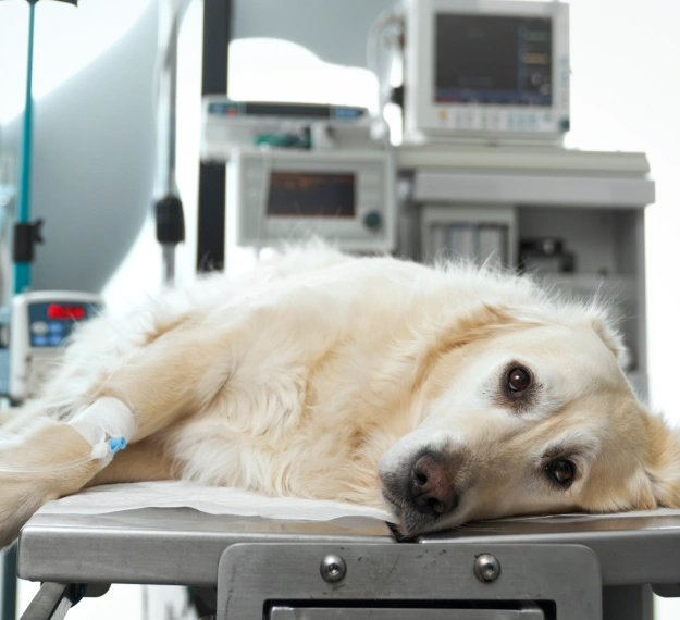 Treatment Paths Designed for Dogs
