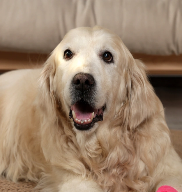 Dog Oncology Treatment
