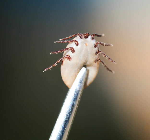 Parasite Prevention for Year-Round Protection