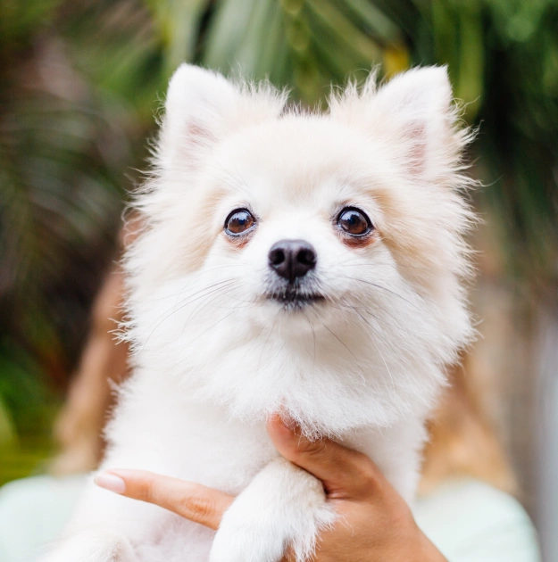 Dog Preventive Care