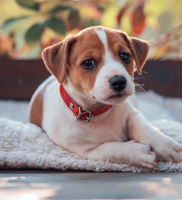 Dog Sick Visits