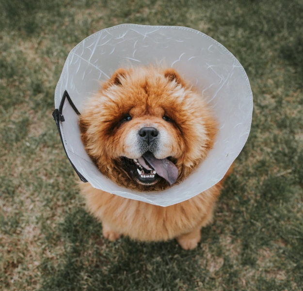 Orthopedic Procedures That Help Dogs Move Again