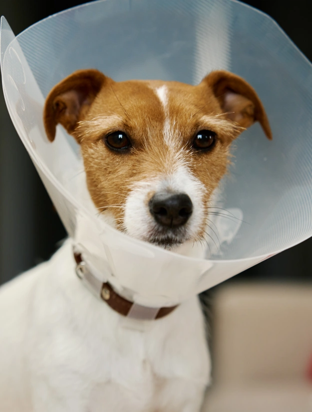 Dog Surgical Care