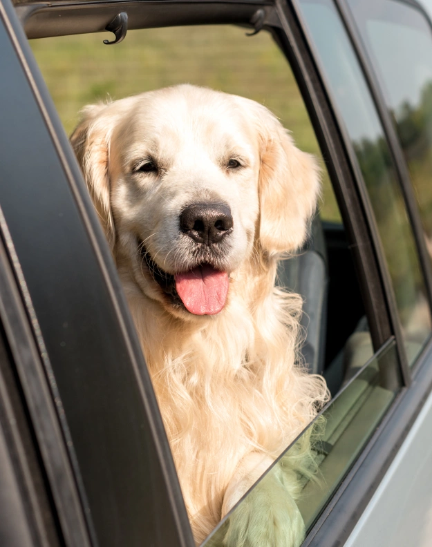 Dog Travel Certificates