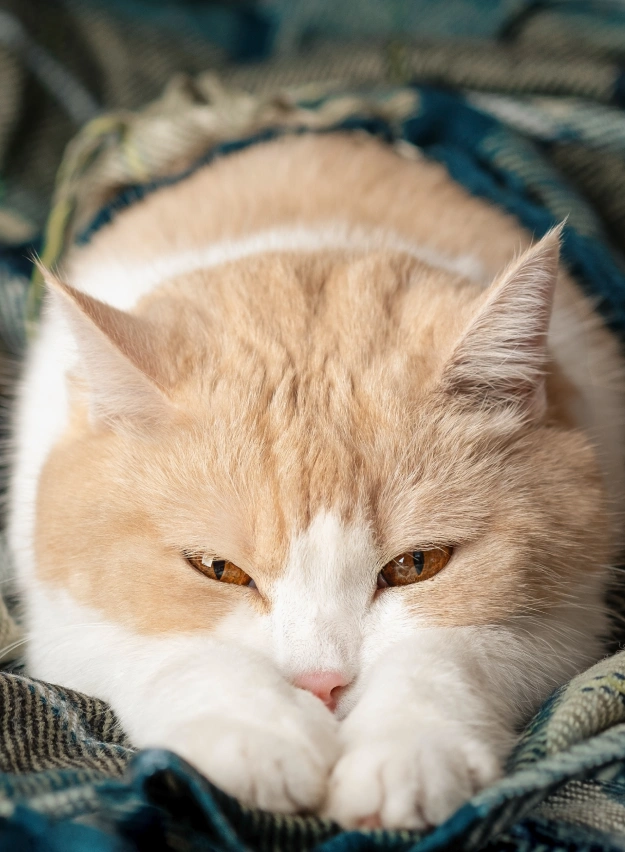 Euthanasia for Cats