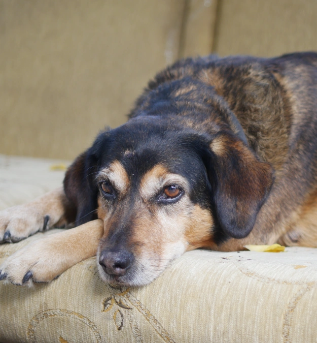 Euthanasia for Dogs